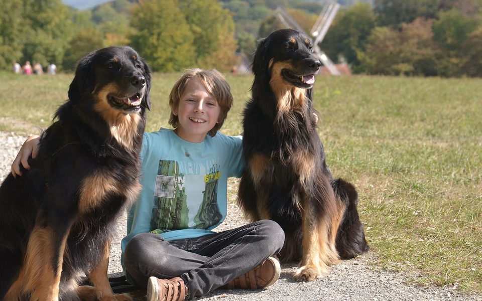 Kinder- und Jugendhilfe: Ein lächelnder Junge sitzt zwischen zwei Hunden